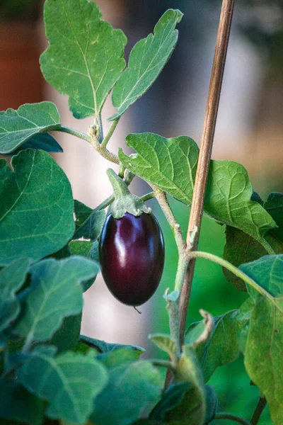 Organic Home Growing Eggplant Ripening Plant Detail Species Solanum Melongena — Stock Photo, Image