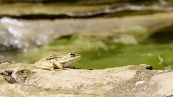 Common frog, sitting in garden pond edge and jumping at the clip end — Stock Video