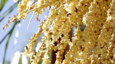 arecastrum romanzoffianum palmiye ağacının çiçekleri arılar tozlaşma takım çalışması