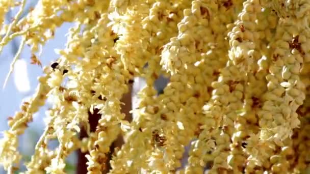 Abejas polinización trabajo en equipo en Arecastrum romanzoffianum palmeras flores — Vídeo de stock