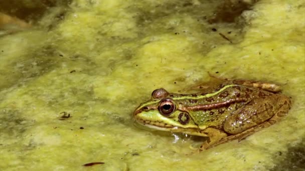 Common frog, sitting in garden pond edge and jumping at the clip end — Stock Video