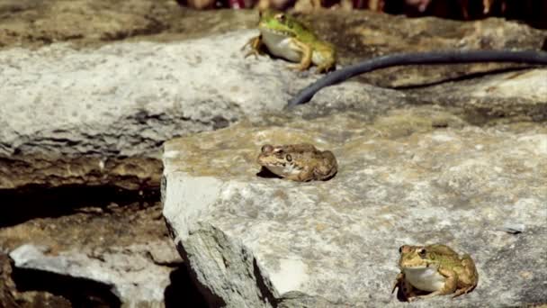 共通のカエル、庭の池の端に座っているとクリップの終わりにジャンプ — ストック動画