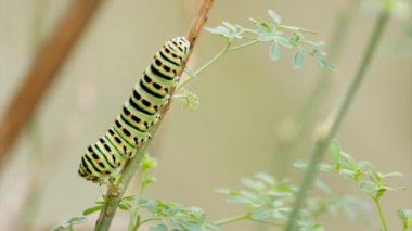 Papilio machaon kelebek tırtıl yeme Ruta chalepensis bitki hızlandırılmış. Old World Swallowtail kelebek Papilionidae ailesinin ilk dönüştürme aşaması.