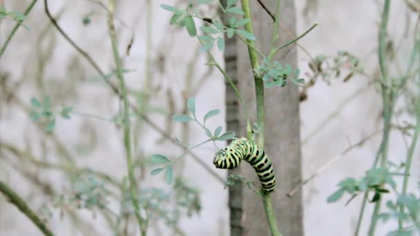 Papilio machaon butterfly caterpillar eating Ruta chalepensis plant time-lapse. The first transformation stage of The Old World Swallowtail, a butterfly of the family Papilionidae. — Stock Video