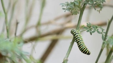 Papilio machaon kelebek tırtıl yeme Ruta chalepensis bitki hızlandırılmış. Old World Swallowtail kelebek Papilionidae ailesinin ilk dönüştürme aşaması.