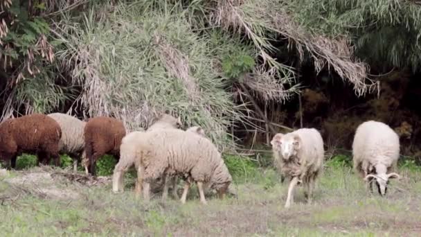 Rebaño de ovejas que pastan en tierras de hierba mediterránea — Vídeos de Stock