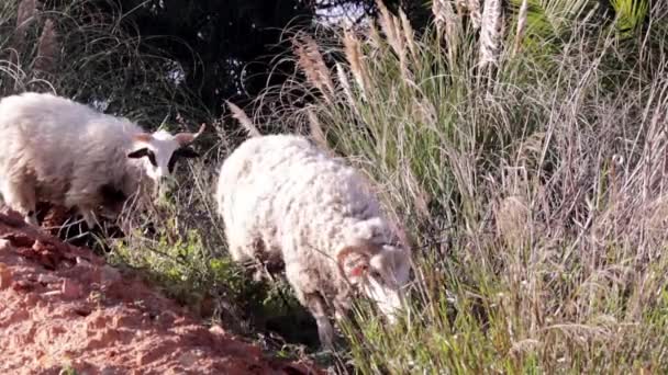 Rebanho de ovelhas pastando em terra de grama mediterrânea — Vídeo de Stock