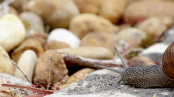 Ενεργό σαλιγκάρι των κήπων σέρνεται (είδη: Helix aspersa ή το χερσαίο). Είναι ένα ζώο φυτοφάγα και έχει ένα ευρύ φάσμα των φυτών ξενιστών. γνωστό ως γεωργικό και τον κήπο των παρασίτων και επίσης βρώσιμα λιχουδιά. — Αρχείο Βίντεο