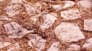 Çam keseböceği (Thaumetopoea pityocampa). Pines ve Orta Asya, Kuzey Afrika ve Güney Avrupa ülkelerinin cedars en yıkıcı bir veba türler.
