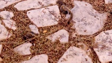 Çam keseböceği (Thaumetopoea pityocampa). Pines ve Orta Asya, Kuzey Afrika ve Güney Avrupa ülkelerinin cedars en yıkıcı bir veba türler.