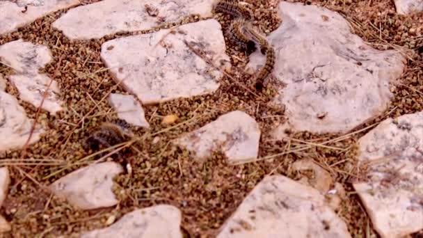 Borovice processionary (Bourovčík pityocampa). Jeden mor druhy nejničivější borovic a cedrů ve střední Asii, severní Africe a zemích jižní Evropy. — Stock video