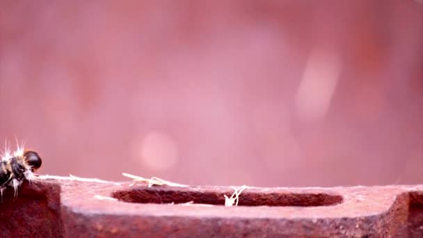 Procesionario del pino (Thaumetopoea pityocampa). Una especie de peste más destructiva para los pinos y cedros en Asia Central, el norte de África y los países del sur de Europa . — Vídeos de Stock