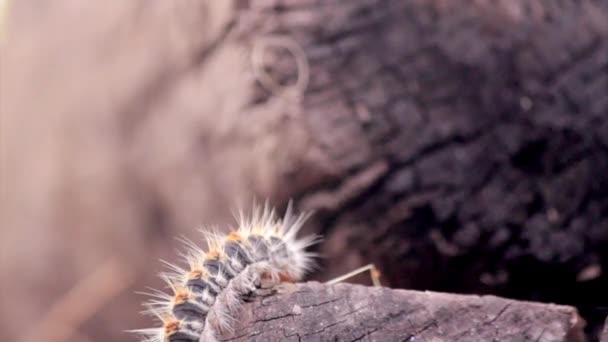 Πεύκο processionary (Thaumetopoea pityocampa). Ένα πανούκλα είδη πιο καταστροφικές να πεύκα και κέδρους στην Κεντρική Ασία, Βόρεια Αφρική και χώρες της Νότιας Ευρώπης. — Αρχείο Βίντεο