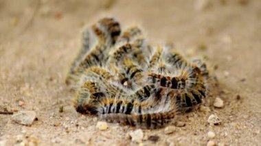 Çam keseböceği (tür: Thaumetopoea pityocampa). Veba türler çam ve cedars en yıkıcı
