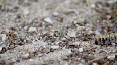 Çam keseböceği (tür: Thaumetopoea pityocampa). Veba türler çam ve cedars en yıkıcı