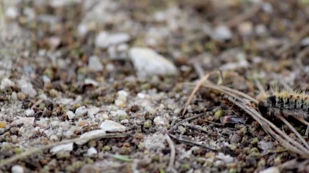 Pine processionary (Species: Thaumetopoea pityocampa). Plague species most destructive to pines and cedars — Stock Video