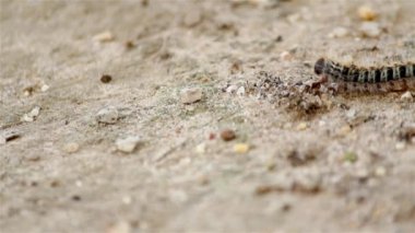 Çam keseböceği (tür: Thaumetopoea pityocampa). Bir-in veba tür çam ve cedars yıkıcı ve caterpillar larva tarantula tüyleri neden zararlı reaksiyonlar memelilerde.