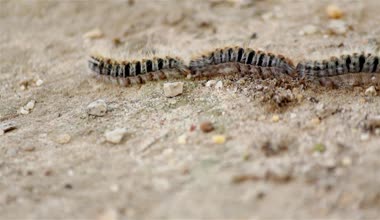 Çam keseböceği (tür: Thaumetopoea pityocampa). Bir-in veba tür çam ve cedars yıkıcı ve caterpillar larva tarantula tüyleri neden zararlı reaksiyonlar memelilerde.