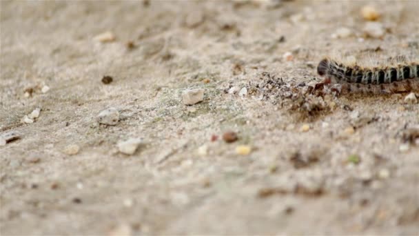 Processione del pino (Specie: Thaumetopoea pityocampa). Una delle specie di piaghe distruttive per pini e cedri e i peli urticanti delle larve di bruco causano reazioni dannose nei mammiferi. . — Video Stock