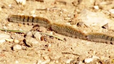 Çam keseböceği (tür: Thaumetopoea pityocampa). Bir-in veba tür çam ve cedars yıkıcı ve caterpillar larva tarantula tüyleri neden zararlı reaksiyonlar memelilerde.