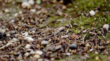 Çam keseböceği (tür: Thaumetopoea pityocampa). Bir-in veba tür çam ve cedars yıkıcı ve caterpillar larva tarantula tüyleri neden zararlı reaksiyonlar memelilerde.