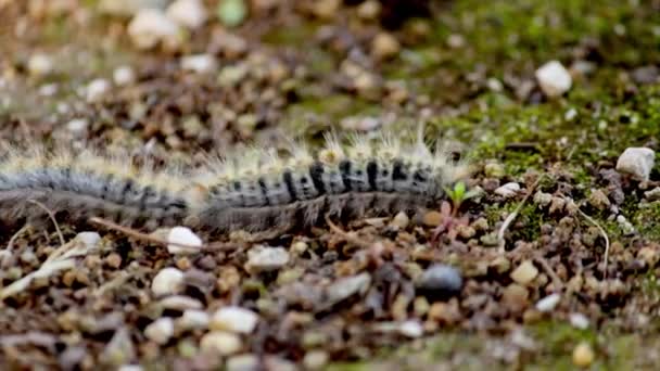 Çam keseböceği (tür: Thaumetopoea pityocampa). Bir-in veba tür çam ve cedars yıkıcı ve caterpillar larva tarantula tüyleri neden zararlı reaksiyonlar memelilerde. — Stok video