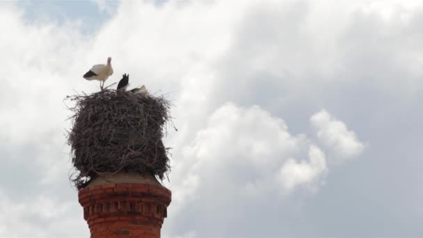 Stork's stading in nest on top of old abandoned industrial chimney — Stock Video