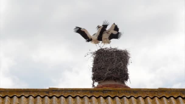 Stork's stading in nest on top of old abandoned industrial chimney — Stock Video