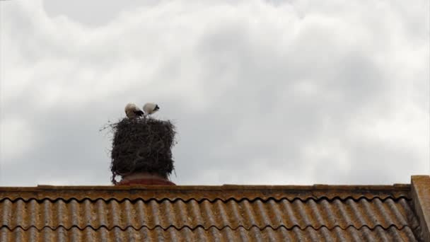 La cicogna è in piedi nel nido sopra il vecchio camino industriale abbandonato — Video Stock