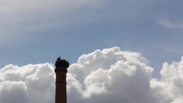 古い放棄された産業煙突の上に巣にコウノトリの立っています。 — ストック動画