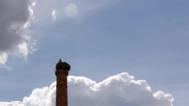 Stork's standing in nest on top of old abandoned industrial chemney — Video