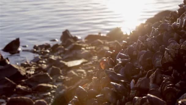 Grupa muli na pobrzeże skał na tle fale morza. Strzelała do rezerwatu przyrody Ria Formosa, w Tavira. Algarve, Portugalia. — Wideo stockowe