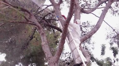 Çam ağacında püskürtme İlaçlama (tür: Pinus pinea) keseböceği solucanlar karşı kimyasal madde ile