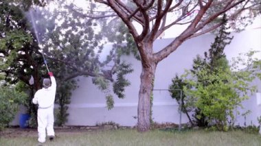 Çam ağacında püskürtme İlaçlama (tür: Pinus pinea) keseböceği solucanlar karşı kimyasal madde ile