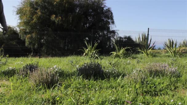 Taman hias baru-baru ini ditanam bunga tempat tidur, herbisida penyemprotan kontrol gulma . — Stok Video