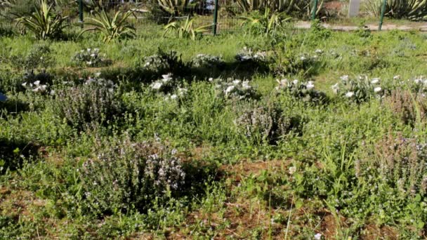 Decoratieve tuin recente beplante bloem bed, herbicide spuiten onkruidbestrijding. — Stockvideo