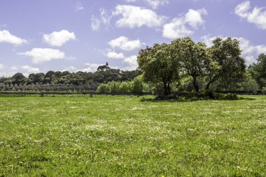Alentejo bölgesi tipik alanları peyzaj, Portekiz.