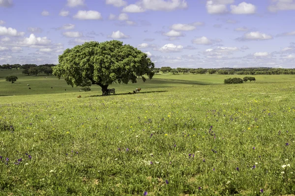 Alentejo regio typische velden landschap, Portugal. — Stockfoto