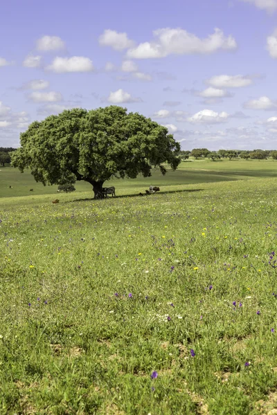 Alentejo regionu typické pole krajina, Portugalsko. — Stock fotografie