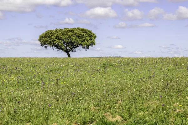 Alentejo region typical fields landscape, Portugal. — Stock Photo, Image