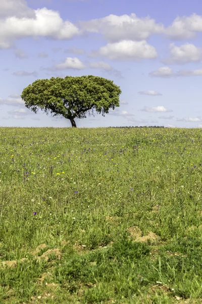 Alentejo region typical fields landscape, Portugal. — Stock Photo, Image