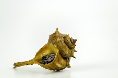 Market bag of Bolinus brandaris, an edible marine gastropod moll clipart
