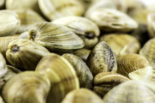 Chamelea gallina, nota come vongole venere, è una specie commestibile o — Foto Stock