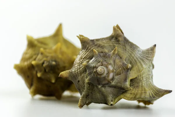 Bolinus brandaris, un mollusco gasteropode marino commestibile, noto come — Foto Stock