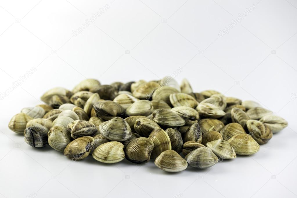Chamelea gallina, know as the venus clams, is a edible species o
