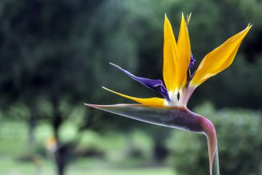 STERLİÇYA Viktorya bir çicekli çiçekli bitki Güney Afrika'ya yerli vardır. Popüler dünya çapında süs düşük bakım tesisi olarak.