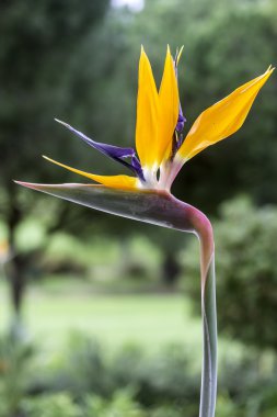 Strelitzia reginae is a monocotyledonous flowering plant indigenous to South Africa. Popular as ornamental low-maintenance plant around the world. clipart