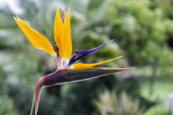 鹤望兰是单子叶植物的开花植物，原产于南非。作为观赏植物低维护世界各地受欢迎. — 图库照片