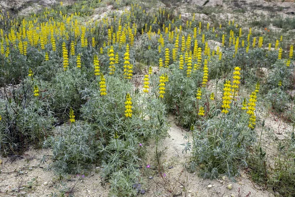 Lupinus luteus, comunalmente conocido como lupino amarillo anual. Una planta nativa de la región mediterránea del sur de Europa . — Foto de Stock