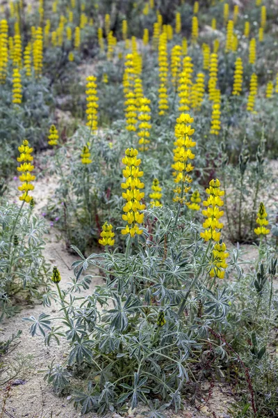 Lupinus luteus, comunalmente conocido como lupino amarillo anual. Una planta nativa de la región mediterránea del sur de Europa . — Foto de Stock